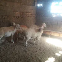 ۴عددبره ماده|حیوانات مزرعه|قائن, |دیوار