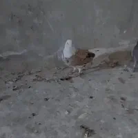 کفتر پشت سرور زرد وخوشرنگ سیاه  ماده|پرنده|شیراز, دودمان|دیوار