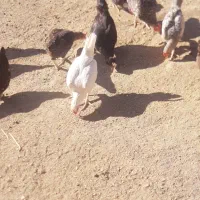 مرغ گلین اصل با خروس|حیوانات مزرعه|دشت ذهاب, |دیوار