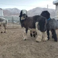 قوچ. بره میش اصلی