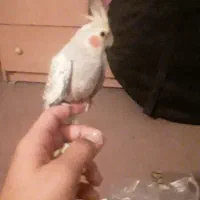 عروس هلندی سخنگو|پرنده|اردبیل, |دیوار