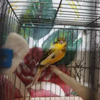 قناری ، سهره قناری ، عروس هلندی