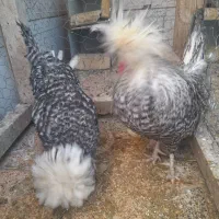 سلام  ۲عدد مرغ و خروس فروشی|حیوانات مزرعه|لنجان, |دیوار