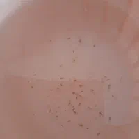 بچه گوپی