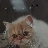 گربه پرشین اجتماعی آروم وبازیگوش