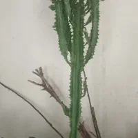 گل های زینتی