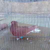 کبوتر سرخ دم سفید|پرنده|الوند, |دیوار