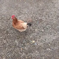 فروش مرغ تخم گذار محلی