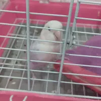 فروش طوطی برزیلی