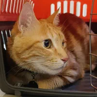 گربه جینجر نر ۶ ساله