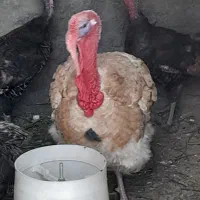 بوقلمون