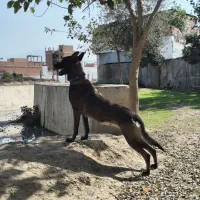 سگ مالینویز اصل