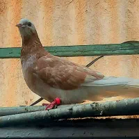 ۵تاا کفتر شازده مهر دست و دم سفید .نر شازده زرد|پرنده|تهران, بیسیم|دیوار