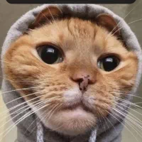واگذاری گربه موقت