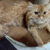 گربه نژادگافیلد