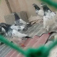 پاکستانی|پرنده|عسلویه, |دیوار