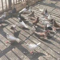دسته ۳۱کفتر رنگی دورگ همه پرشی