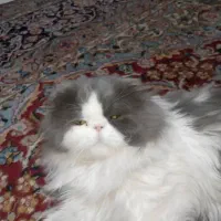 واگذاری حیوانات|گربه|کرمان, |دیوار