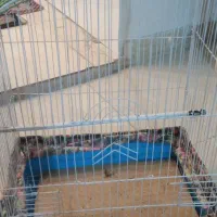 یه جفت مرغ عشق ابی و سبز با قفس|پرنده|پردیس, فاز ۸|دیوار