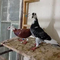 چندتاپلاکی زرنگ|پرنده|شوشتر, |دیوار