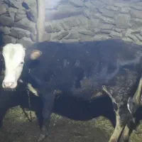 گوساله نر سیمینتال مناسب برای داشت