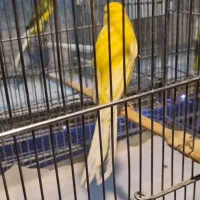 قناری رسمی بلند دم ۱۱ونیم تا ۱۲ونیم|پرنده|تهران, تهرانپارس غربی|دیوار