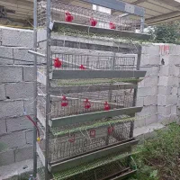 فروش قفسه۵طبقه بلدرچین وجوجه|لوازم جانبی حیوانات|تالش, جوکندان|دیوار