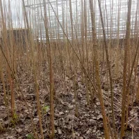 نهال صنوبر اصلاح شده در آستانه اشرفیه روستای تمچال