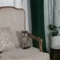 گربه پیدا شده