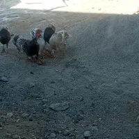 باسلام واحترام هفت عدد بوقلمون ب خاطر کم بود جا|حیوانات مزرعه|درب گنبد, |دیوار