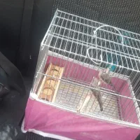 یاسمین طوسی نر و ماده پلاک پا|پرنده|شیراز, کوشک میدان|دیوار