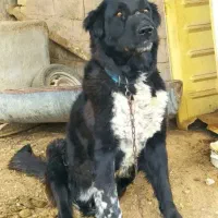 واگذاری ی جفت شا توله سگ قدریجونی نر وحش|سگ|مرودشت, نقش رستم|دیوار