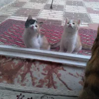 واگذاری دو عدد بچه گربه