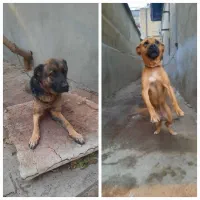 دو عدد سگ بیتبول وژرمن واگذاری