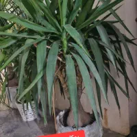 گل مطب رستوران دفاتر ادارات|گل و گیاه طبیعی|مینودشت, |دیوار