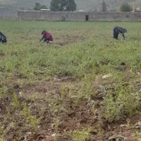 سرکارگر کشاورزی هستم وامور باغ