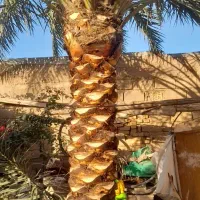 شخم زنی باتیلر و تکریب نخل و لگاح