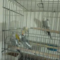 سه عدد نر مست و آماده