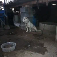 . پاکوتاه|سگ|گنبد کاووس, |دیوار