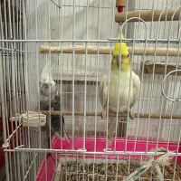 پرنده|پرنده|رشت, لاکان|دیوار