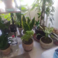 گلهای آپارتمانی|حراج|تهران, حکیمیه|دیوار