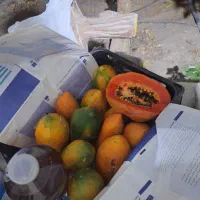 پاپایا خربزه درختی