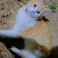 گمشده