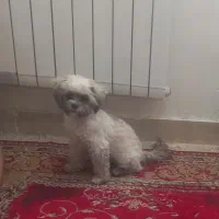 توله هفت ماهه ماده