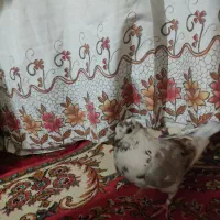 پرنده|پرنده|تهران, جلیلی|دیوار