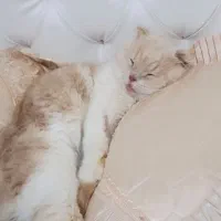 گربه ی نژاددارکاملااروم وبدون سروصدا