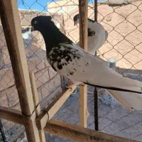 کله سیاه نر|پرنده|الوند, |دیوار