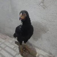 مرغ لاری اصیل با جوجه خروس دوماه هم عوض میکنم|حیوانات مزرعه|کرمانشاه, |دیوار