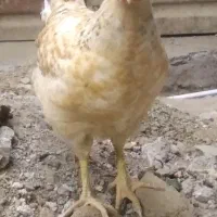 جوجه خروس سبزواری