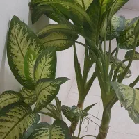 فروش فوری گل دیفن